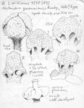 Vorschaubild Nectandra guanaiensis Rusby